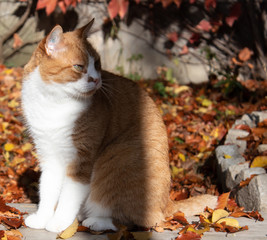 Naklejka na ściany i meble Katze rot weiß. Kater Jaime im Herbstlaub.