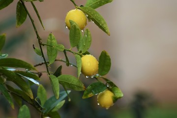 Cyprus citrus fruit isolated on white background