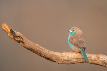 Blue waxbill