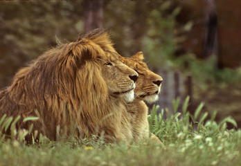 Fototapeta na wymiar Lion d'Afrique