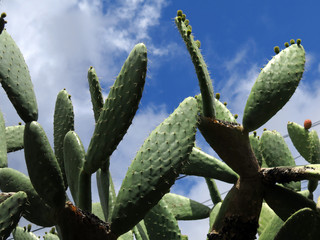 Prickly pear leaves against blue sky