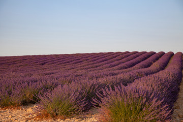 Lavender Flowers In Provence South Of France