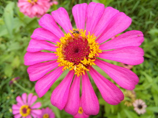 Blooming pink zinnia elegans or common zinnia flower in the park.