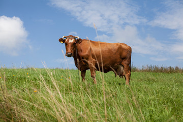 cows on the field