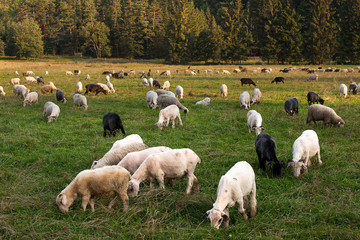 Obraz premium cows on the field