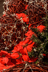 Christmas balls, red flowers and pine branches in Christmas 
