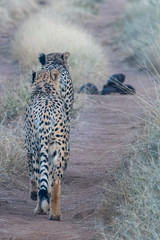 Cheetah 