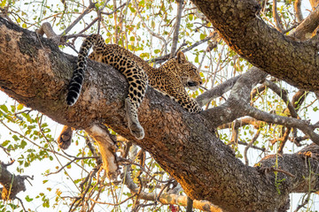 Spectacular leopard sprawled on top of tree branch