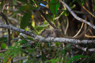 Naklejka na ściany i meble Chipmunk - a rat located in the forests of Sri Lanka
