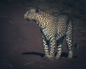 Leopard