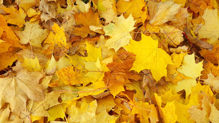 Yellow autumn background from fallen foliage of maple