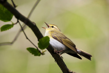 Wood warbler phylloscopus sibilatrix singing on branch of tree. Cute little green forest songbird in wildlife.