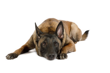 Belgian shepherd dog Malinois lying on a white