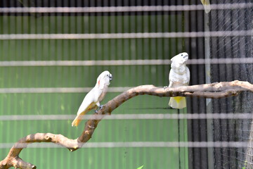 檻の中の鳥 6