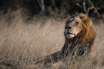 lion