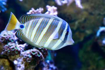 Red Sea sailfin tang or Desjardin's sailfin tang (Zebrasoma desjardinii)