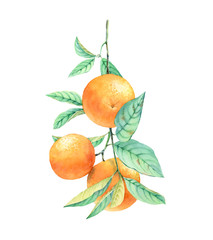 Watercolor orange fruit tree branch. Realistic botanical illustration with exotic food . hand drawn artwork isolated on white for label design, cards, banners