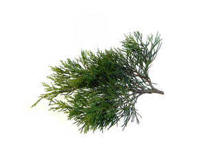 thuja branch isolated on white background