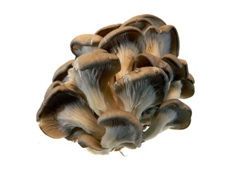 oyster mushrooms isolated on white background