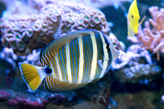 Fish Red sea sailfin tang.