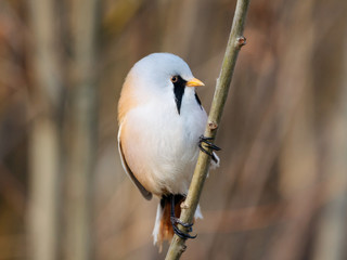 Bearded reedling panurus biarmicus male perched on branch of bush. Cute little bright beautiful bird in wildlife.