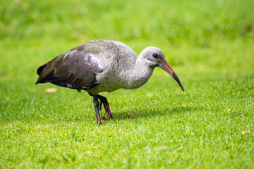 Close up of a Hadeda Ibis (Bostrychia hagedash) walking on a meadow, South Africa