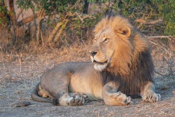Male Lion