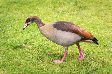 Egyptian goose (Alopochen aegyptiaca) walking on a meadow, South Africa