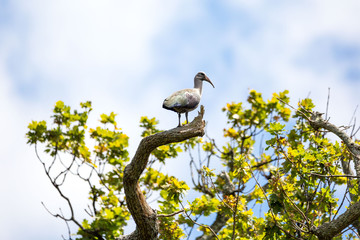 Hadeda Ibis (Bostrychia hagedash) sitting on a branch, South Africa