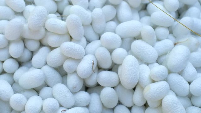 Close up of Silkworm cocoon. Silk thread and silk