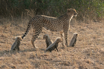 Mother Cheetah with cubs