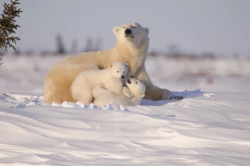 Foto auf Leinwand Eisbärenfamilie im Wapusk-Nationalpark © winterdog