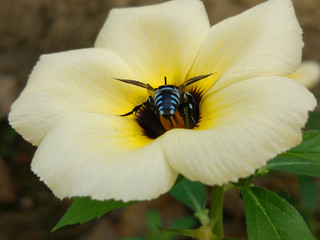 blue bee on a very beautiful white flower