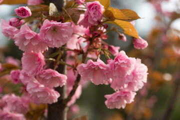  A branch of blooming sakura in spring, close-up