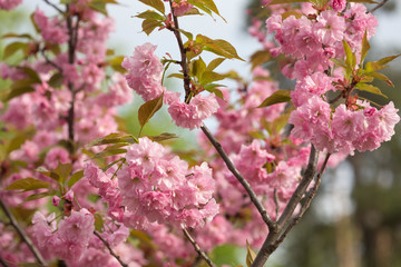  A branch of blooming sakura in spring, close-up