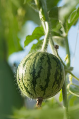 Ornamental pumpkin growing on the vine in organic garden.