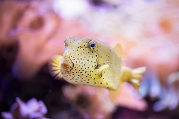 Yellow balloon fish in the aquarium with a colorful background