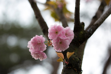  A branch of blooming sakura in spring, close-up