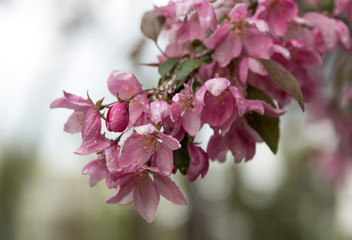 A branch of blooming sakura in spring, close-up