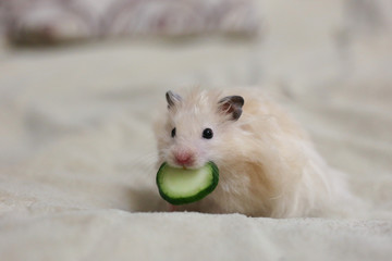 Beige fluffy hamster with a cucumber in his mouth on a beige background