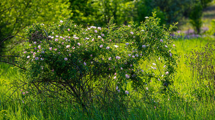 Fototapeta na wymiar flowering bush of wild rose in the meadow on a sunny day. Spring season, May.