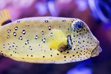 Yellow balloon fish in the aquarium with a purple and pink background