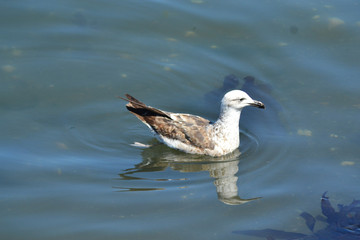 sea bird ocean pacific 