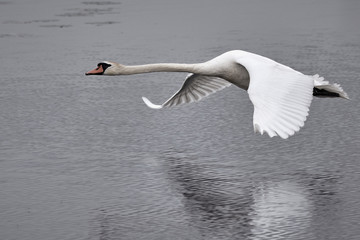 Fototapeta premium Close-up of a Mute swan (Cygnus olor) flying low above the water