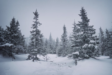 Fototapeta na wymiar Pine forest in foggy weather frosty winter season