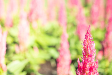Obraz premium Closeup beautiful pink flower on blurred background in garden with copy space.