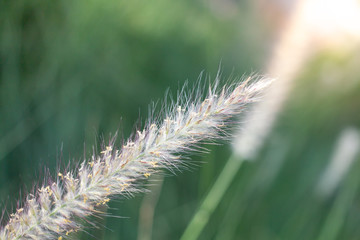 Obraz premium Closeup beautiful white flower on blurred background in garden with copy space.