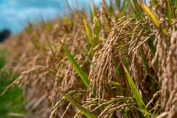 Rice in field under sun