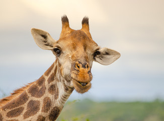 Fototapeta premium Giraffe portrait