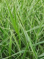 Striped green grass Variegated Sedge 'Ice Dance' (Carex morrowii, foliosissima) with dew drops. Decorative long grass, evergreen sedge with white and green striped foliage.